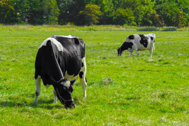 istock Cows eating grass in sunny pastures 1289262341