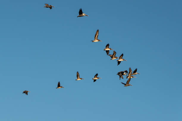 istock Flock of pelicans flying in V formation 1289262568