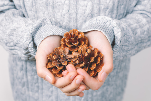 Girls hands with brown snowy pine cones. Close-up. Soft selective focus.