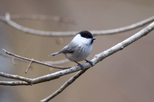 istock a willow on the branch of tree 1289265248