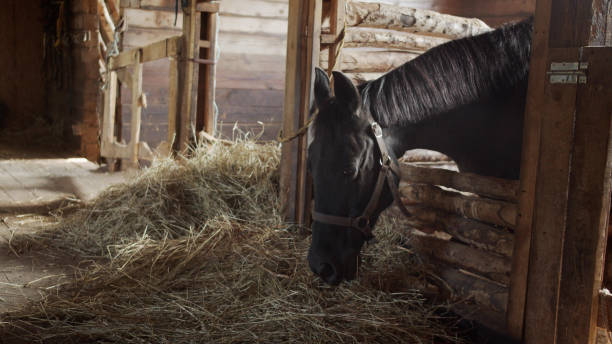 un caballo sin alambrada en un establo está comiendo heno fresco. hermosa luz solar - horse stall stable horse barn fotografías e imágenes de stock