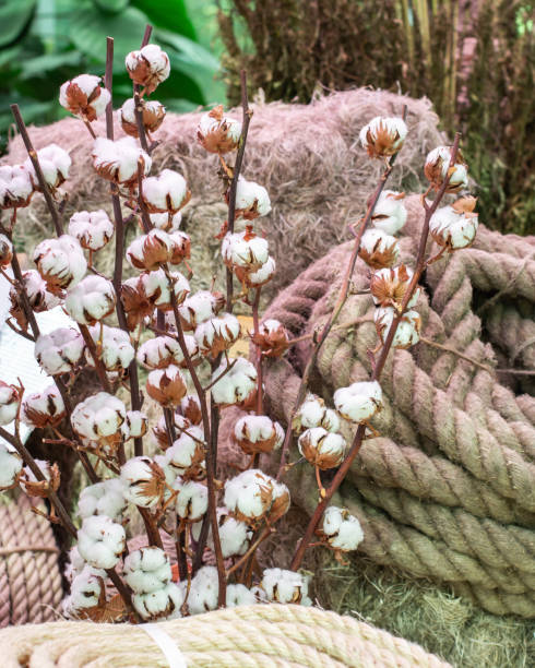 reife baumwolle pflanze vertikale foto, rohstoff für naturgewebe - cotton plant dry branch stock-fotos und bilder