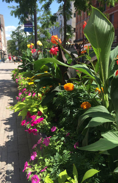 istock Flowers Line a Sidewalk in Downtown Ithaca 1289270055