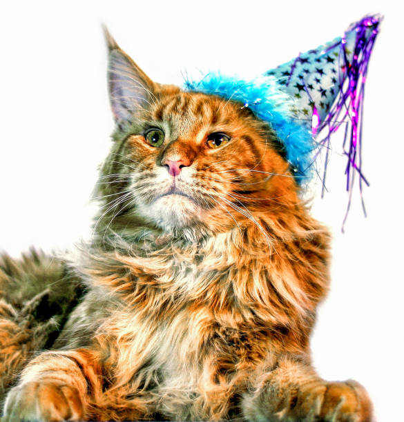 istock A nice red cat with a party cap on. 1289270209