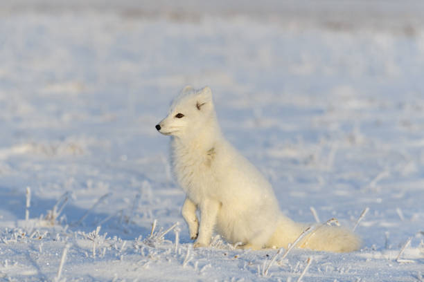 istock Arctic fox (Vulpes Lagopus) in wilde tundra. Arctic fox sitting. 1289270799