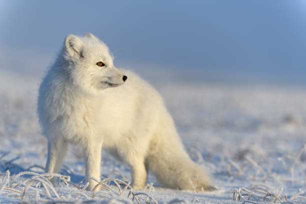 istock Arctic fox (Vulpes Lagopus) in wilde tundra. Arctic fox standing. 1289270809