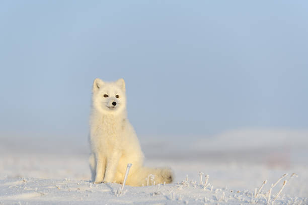 Arctic fox (Vulpes Lagopus) in wilde tundra. Arctic fox sitting. stock photo