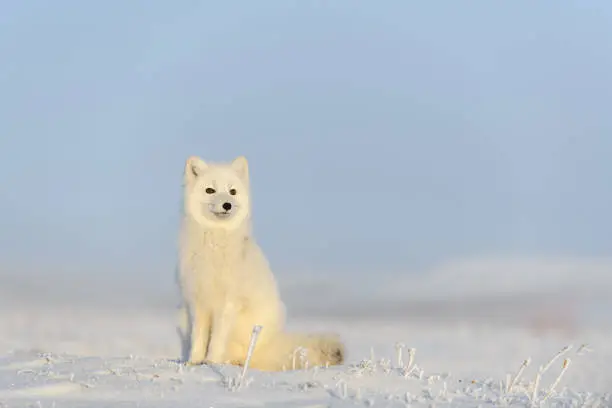 Photo of Arctic fox (Vulpes Lagopus) in wilde tundra. Arctic fox sitting.