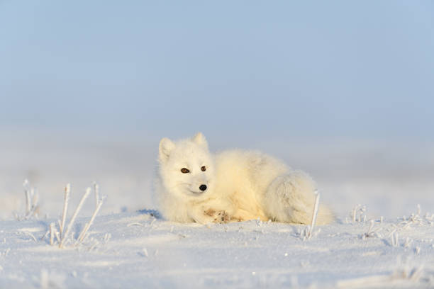 istock Arctic fox (Vulpes Lagopus) in wilde tundra. Arctic fox lying. Sleeping in tundra. 1289270867