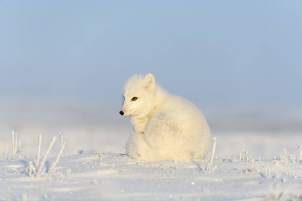 istock Arctic fox (Vulpes Lagopus) in wilde tundra. Arctic fox sitting. 1289270886