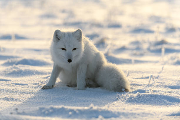 istock Arctic fox (Vulpes Lagopus) in wilde tundra. Arctic fox sitting. 1289270953