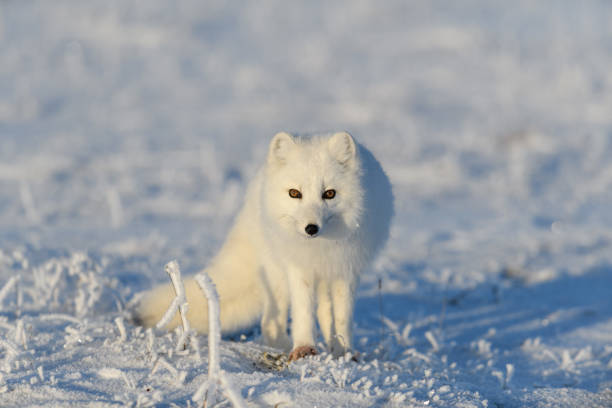 istock Arctic fox (Vulpes Lagopus) in wilde tundra. Arctic fox standing. 1289270969