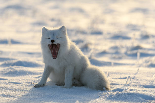 zorro ártico (vulpes lagopus) en tundra salvaje. el zorro ártico bosteza. - wilde animal fotografías e imágenes de stock