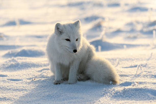 istock Arctic fox (Vulpes Lagopus) in wilde tundra. Arctic fox sitting. 1289271002