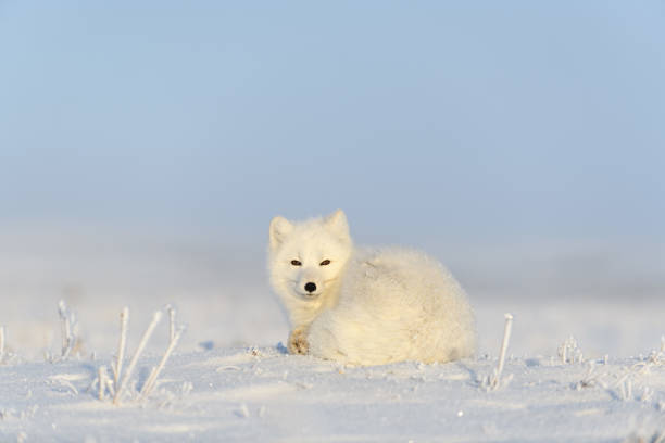 istock Arctic fox (Vulpes Lagopus) in wilde tundra. Arctic fox lying. Sleeping in tundra. 1289271047
