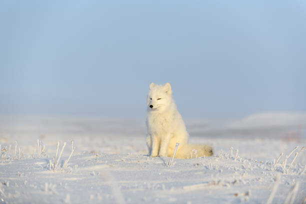 istock Arctic fox (Vulpes Lagopus) in wilde tundra. Arctic fox sitting. 1289271086