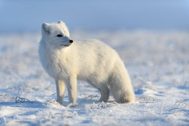 istock Arctic fox (Vulpes Lagopus) in wilde tundra. Arctic fox standing. 1289271133