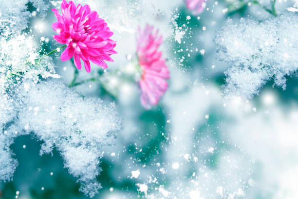 Beautiful pink chrysanthemums in the snow and frost in the winter garden. Natural background