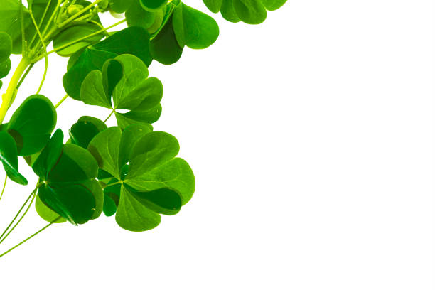 istock green clover leaves. St.Patrick 's Day. foliage 1289271374