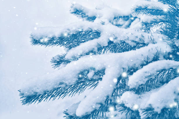 istock Frozen winter forest with snow covered trees. 1289271926