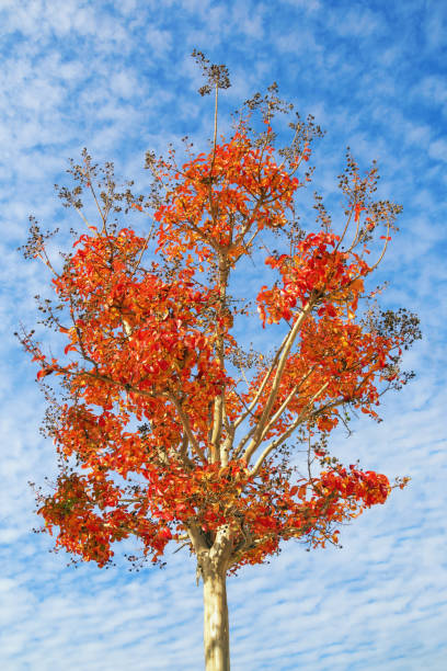 istock Ornamental tree with bright red leaves. Lagerstroemia ( Crepe Myrtle ) tree 1289271965