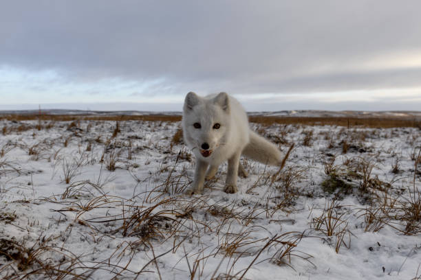 istock Arctic fox in winter time in Siberian tundra 1289272306