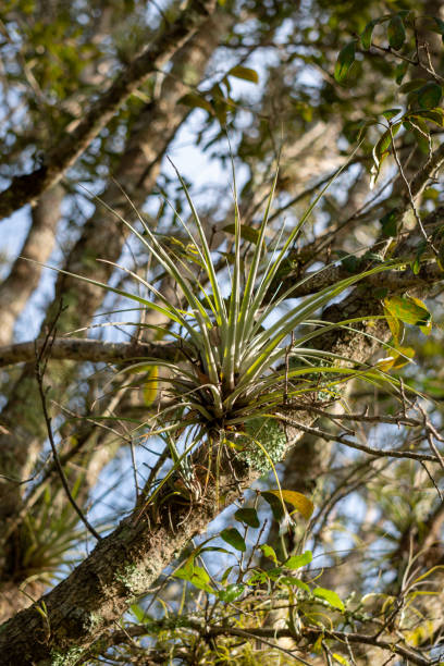istock Air plant growing on a tree in Big Cypress 1289272386