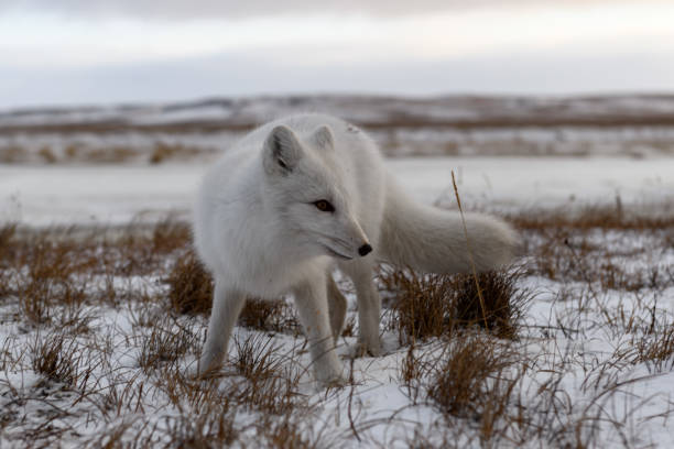 istock Arctic fox in winter time in Siberian tundra 1289272405