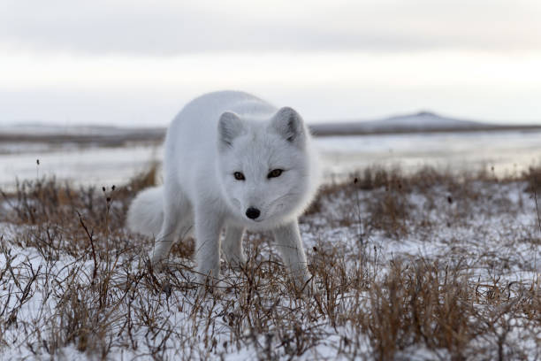 istock Arctic fox in winter time in Siberian tundra 1289272581