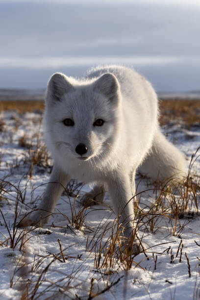 istock Arctic fox in winter time in Siberian tundra 1289272605