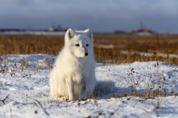 istock Arctic fox (Vulpes Lagopus) in wilde tundra. Arctic fox sitting. 1289273149