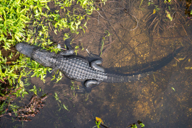 위에서 본 대형 악어 - directly above outdoors alligator florida 뉴스 사진 이미지
