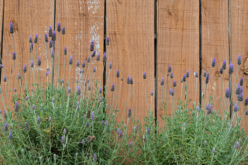 Image with lavender flowerbed and a wooden wall