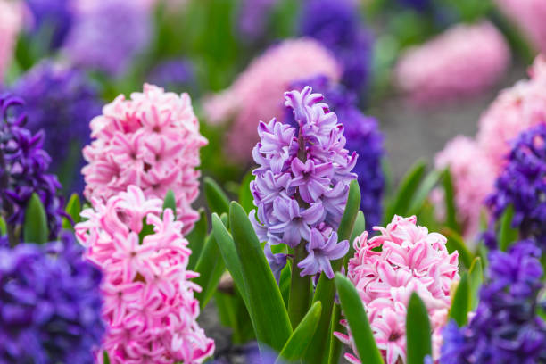 istock Large flower bed with multi-colored hyacinths, traditional easter flowers, flower background, easter spring background. Close up macro photo, selective focus. Ideal for greeting festive postcard. 1289273445