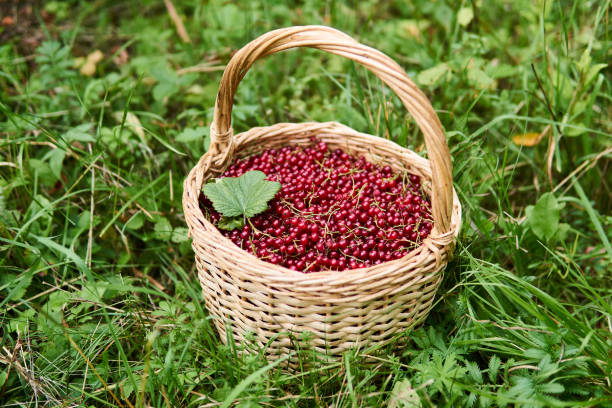 Ripe red currant in a basket on a white background