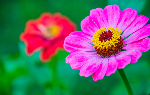 Close up of a pink zinnia flower with a soft focused red blossom in the background