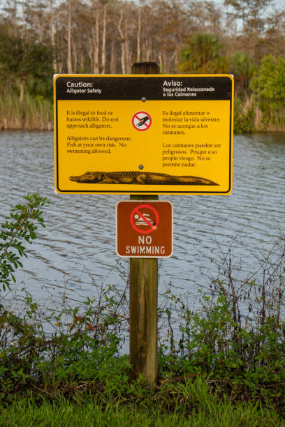 istock Caution: alligators no swimming sign 1289274788