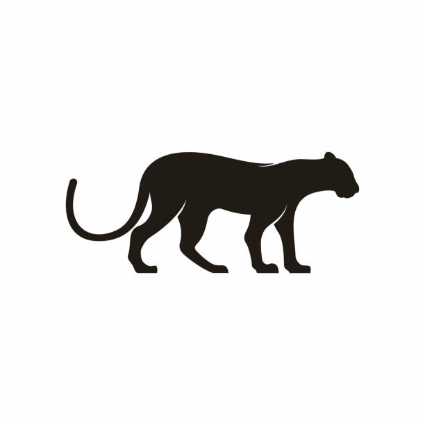 ilustraciones, imágenes clip art, dibujos animados e iconos de stock de león o pantera, feline silhouette - ilustración vectorial africa, logotipo, animal body part, in silhouette, mountain lion - panthers