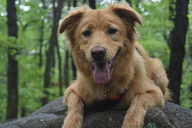 istock Adorable Nova Scotia Duck Tolling Retriever Dog 1289277219