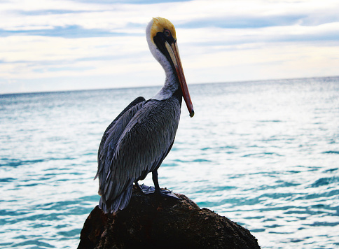 Pelican perching on a rock near the Caribbean Sea