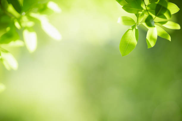 istock Beautiful nature view green leaf on blurred greenery background under sunlight with bokeh and copy space using as background natural plants landscape, ecology wallpaper concept. 1289278222