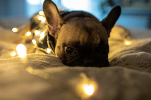 istock Festive French Bulldog 1289278440