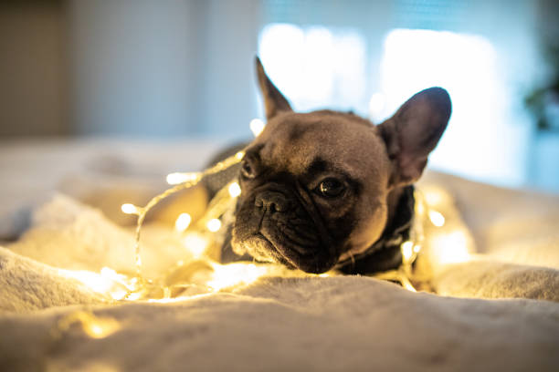 istock Festive French Bulldog 1289278450