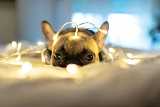 istock Festive French Bulldog 1289278454
