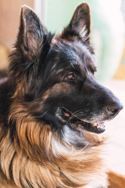 istock portrait of a german shepherd 1289279520