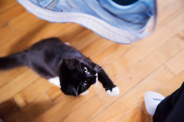 Very active 4 months kitten playing with sport shoe lace. It is a tuxedo cat with a little white moustache on upper lips. Horizontal full length indoors shot with copy space.