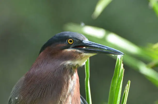 Green heron up close and personal in the wild.