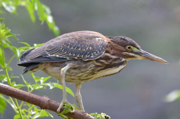 Green heron bird perched on a tree branch in Homosassa Springs.