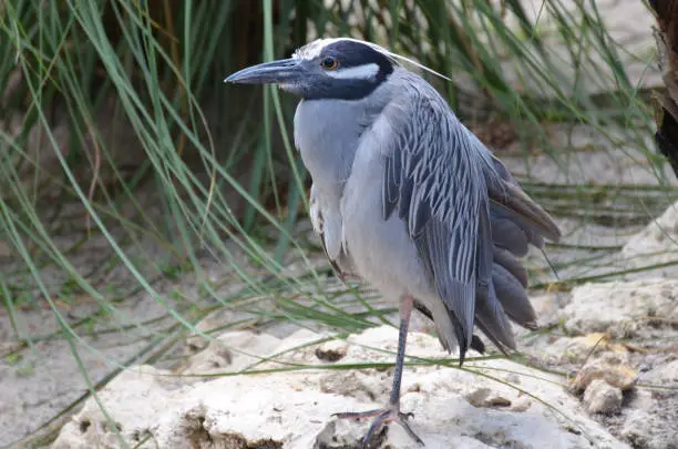 Yellow crowned night heron standing on a white sandy beach on one leg.