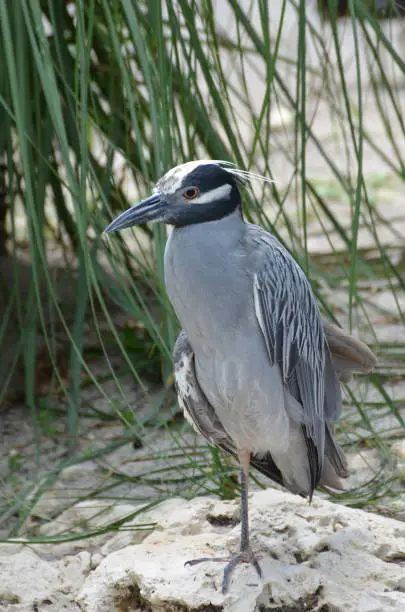 Yellow crowned night heron on a white sand beach.